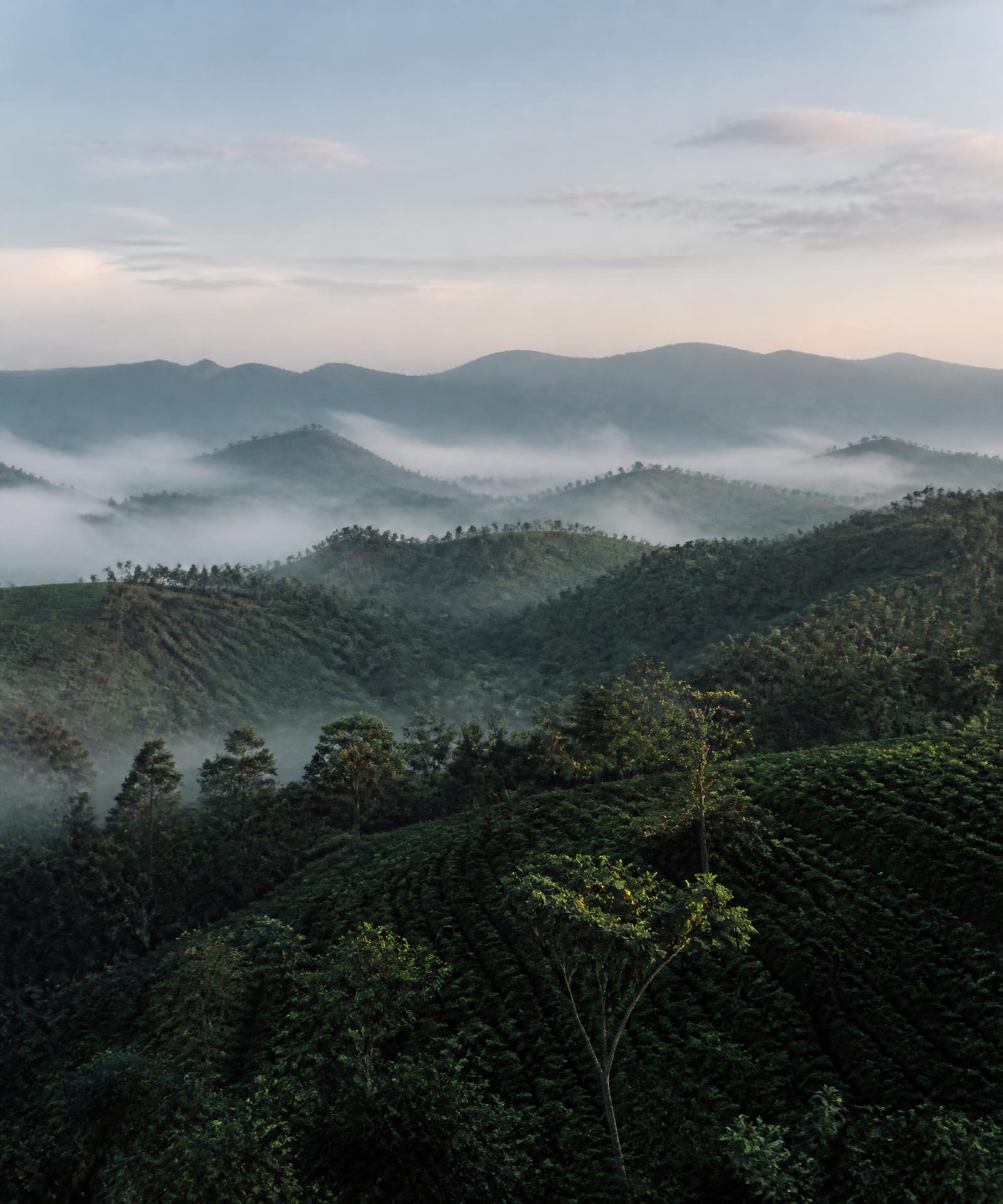 Coffee estate hills at first light in Kodagu, Coorg
